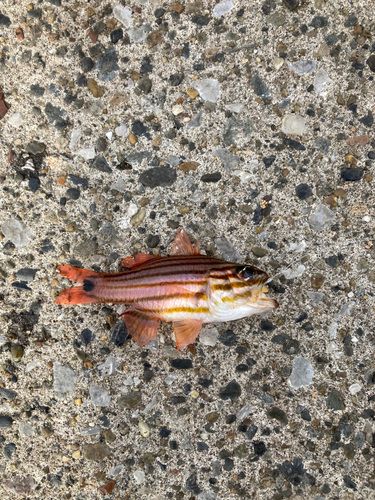 ヨコスジイシモチの釣果