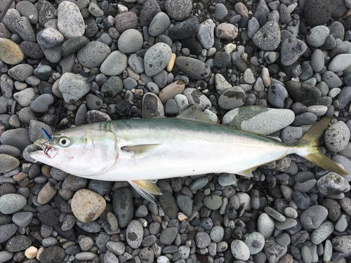 ブリの釣果