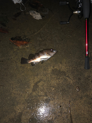 メバルの釣果