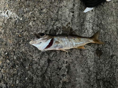 ムツの釣果