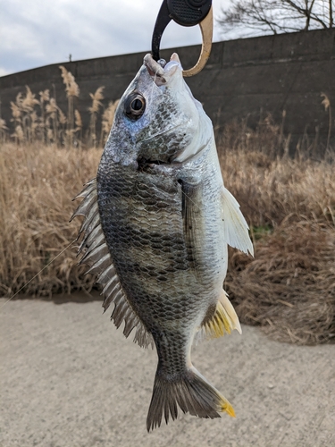 キチヌの釣果