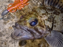 クロソイの釣果