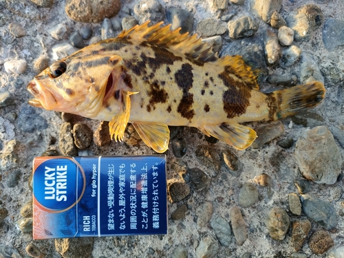 タケノコメバルの釣果