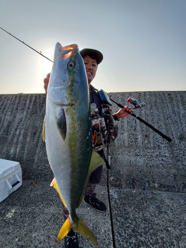 ヤズの釣果