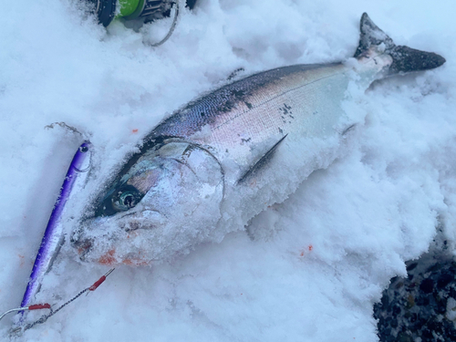 サクラマスの釣果