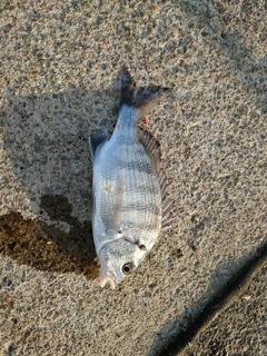 イシダイの釣果