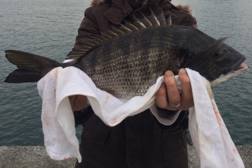 クロダイの釣果