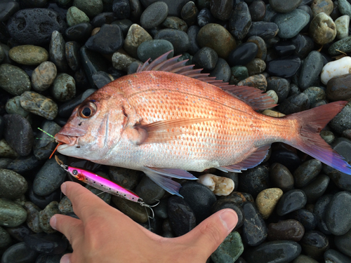 チャリコの釣果