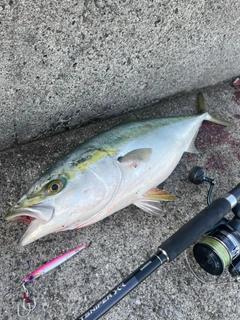 ブリの釣果