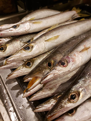 カマスの釣果