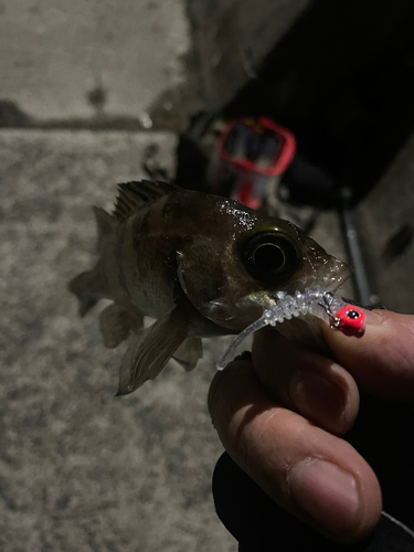 クロメバルの釣果