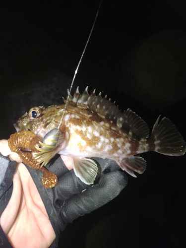 カサゴの釣果