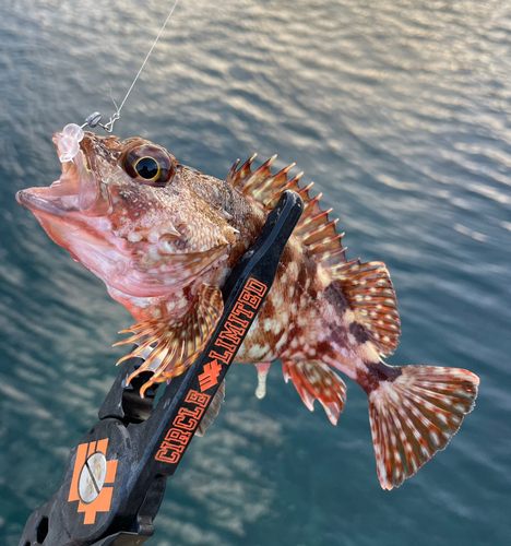 カサゴの釣果