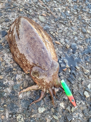 コウイカの釣果