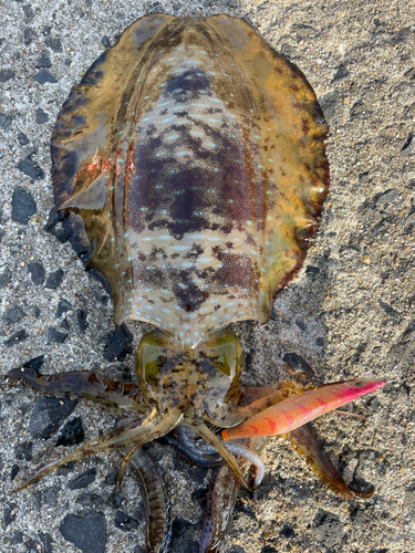 アオリイカの釣果