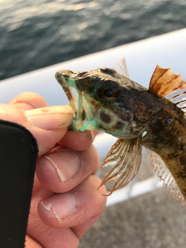 アナハゼの釣果