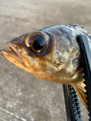 メバルの釣果