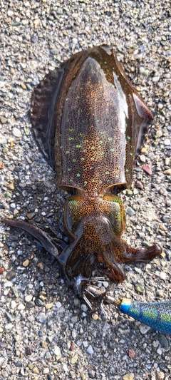 アオリイカの釣果