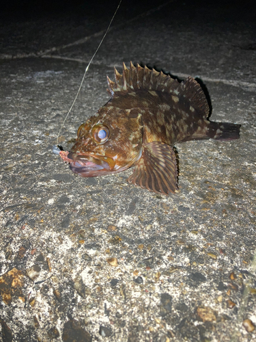 タケノコメバルの釣果