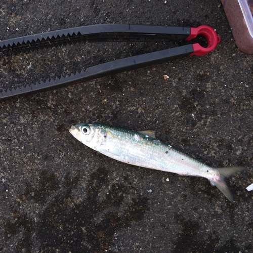 カタボシイワシの釣果