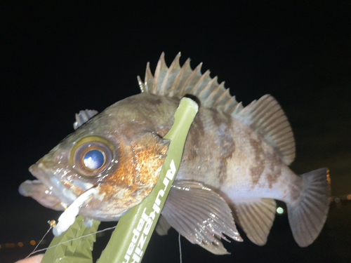 メバルの釣果