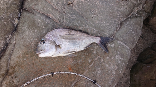 ヘダイの釣果