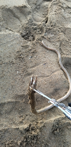 ダイナンウミヘビの釣果