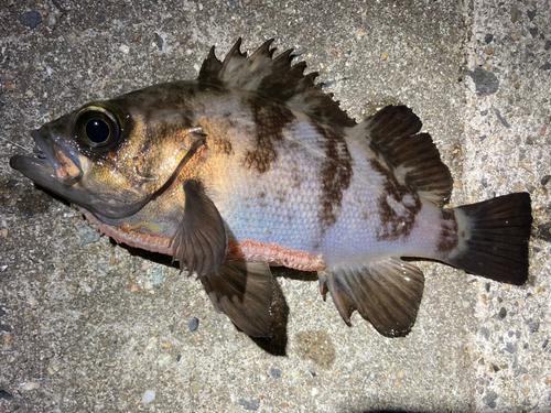 メバルの釣果