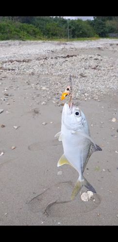 オニヒラアジの釣果