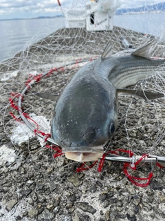 ボラの釣果