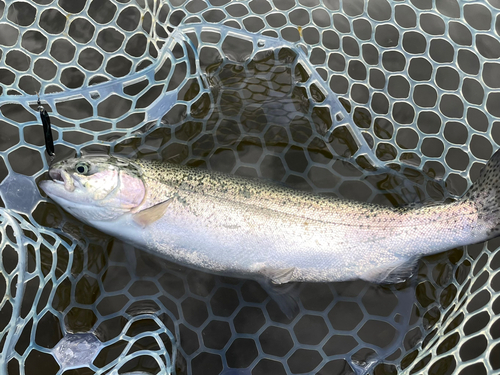 ニジマスの釣果