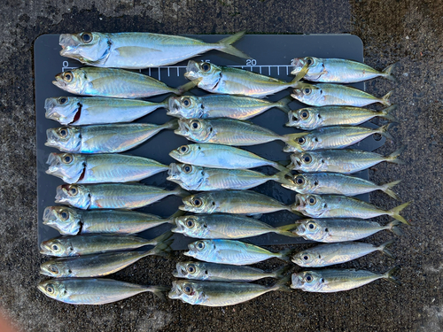 アジの釣果