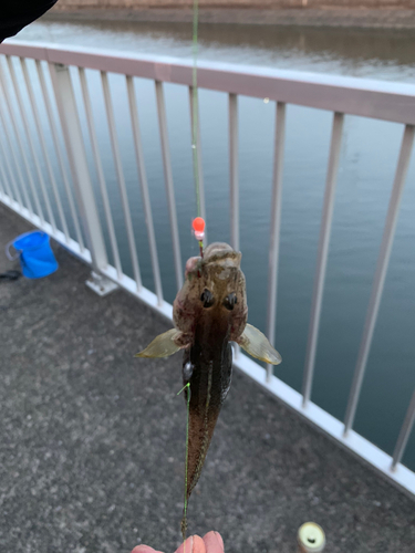 マハゼの釣果