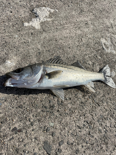 セイゴ（マルスズキ）の釣果