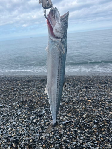 サゴシの釣果