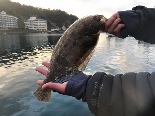 カレイの釣果