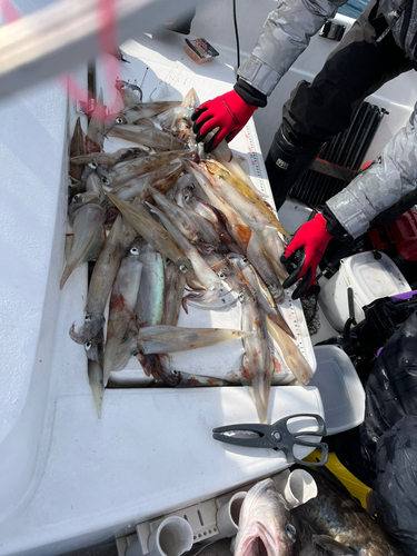 ヤリイカの釣果