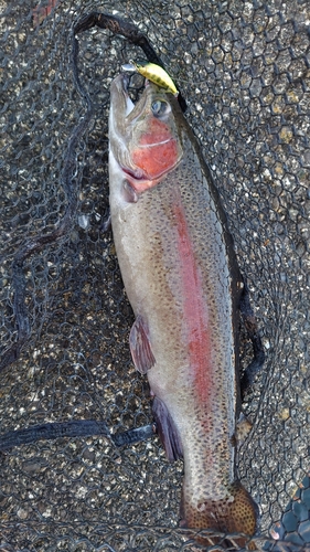 ニジマスの釣果