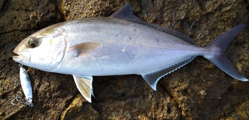 ネリゴの釣果