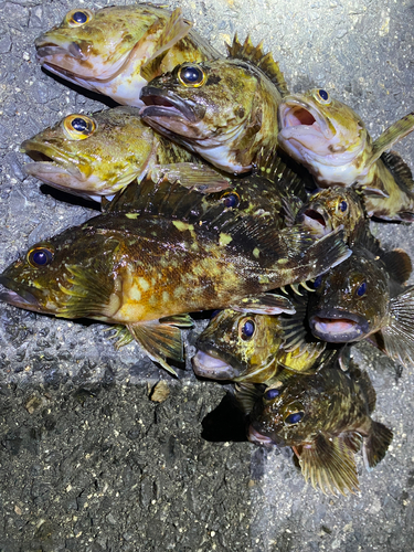 カサゴの釣果