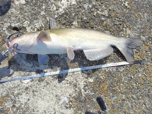 アメリカナマズの釣果