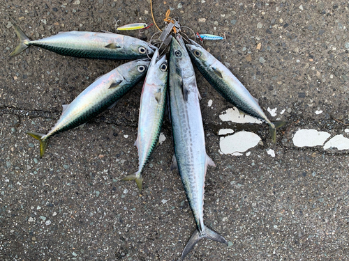 サゴシの釣果