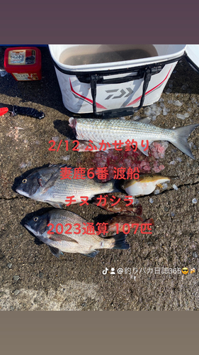 チヌの釣果