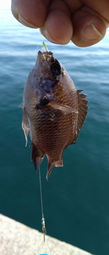 スズメダイの釣果