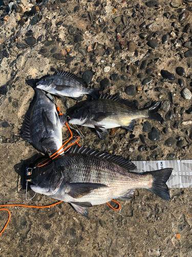 クロダイの釣果