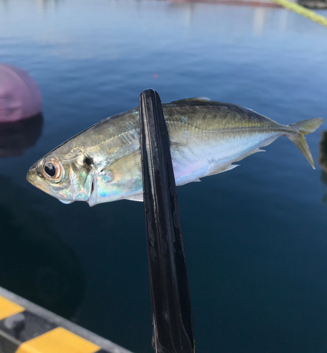 マアジの釣果