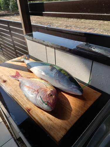 マダイの釣果