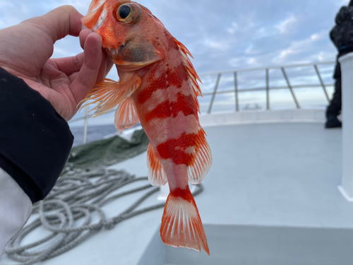 ユメカサゴの釣果