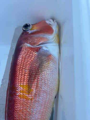 アマダイの釣果