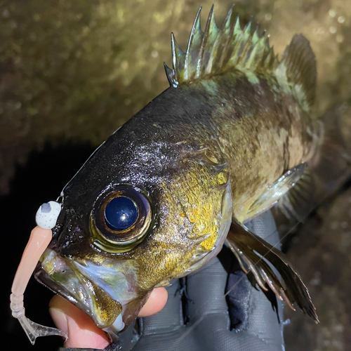 クロメバルの釣果